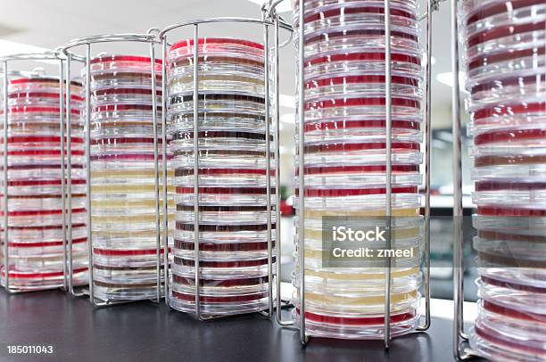 Pilas De Placas De Petri Foto de stock y más banco de imágenes de Bacteria - Bacteria, Placa de Petri, Agar-agar