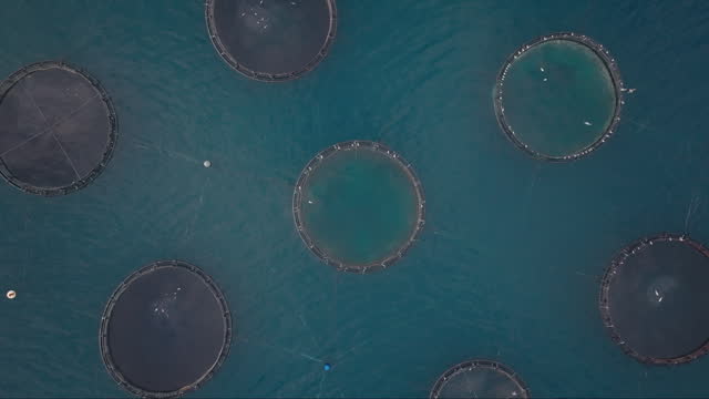 Aerial drone view of fish farming nets in the sea