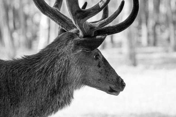 istock Close up of a red deer 1850111374