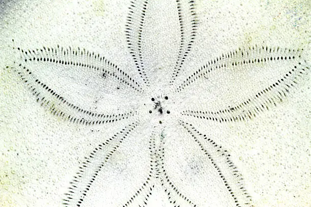 A detailed view of a sand dollar.