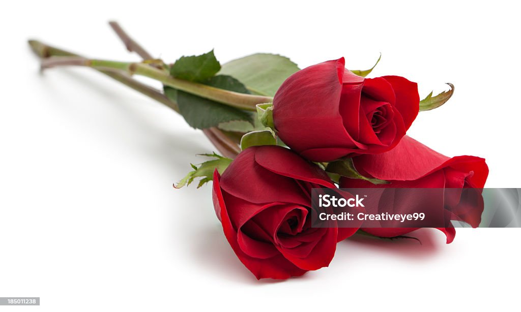 rose rouge Trois tiges - Photo de Rose - Fleur libre de droits
