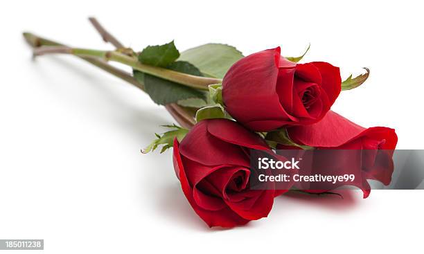 Three Red Rose Stems Stock Photo - Download Image Now - Rose - Flower, Red, White Background
