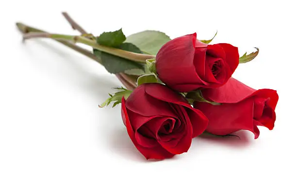 Three red rose stems on white background.