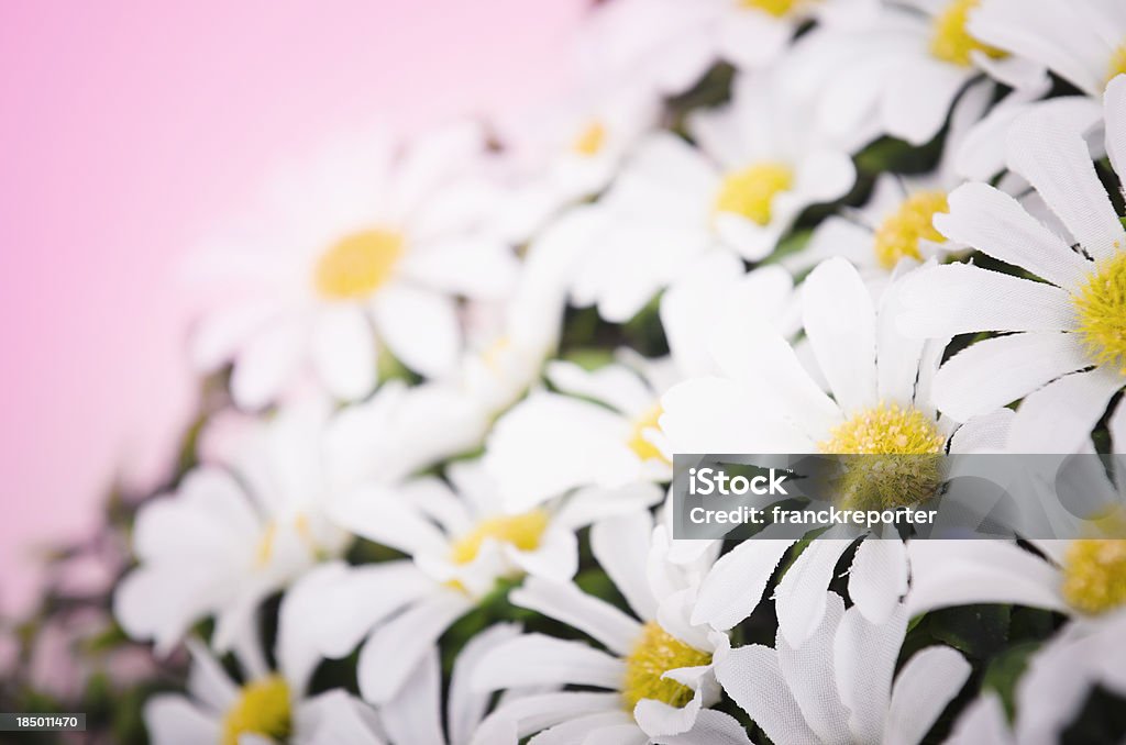 Margarida flores na primavera - Foto de stock de Camomila Romana royalty-free