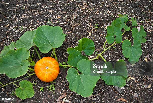 Pumpkin Plant Stock Photo - Download Image Now - Agricultural Field, Agriculture, Celebration Event