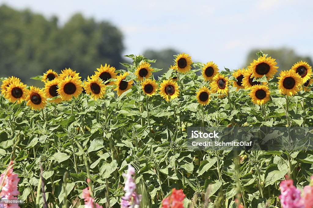 bloming Gladíolo Campo - Royalty-free Amarelo Foto de stock