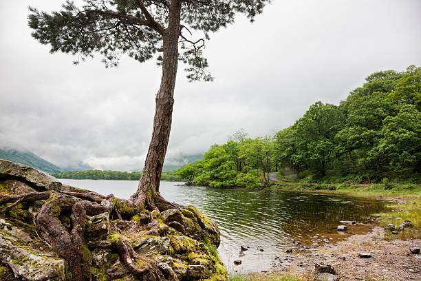 Trees By Loch Voil Trees on the shore of Loch Voil in Scotland. loch voil stock pictures, royalty-free photos & images