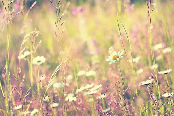 Wildflowers in summer