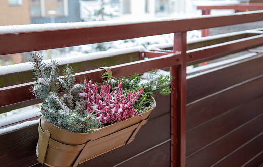 fir branches and flowers  in flowerpots in snow on balcony