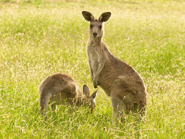 Eastern Grey Kangaroo stock photo