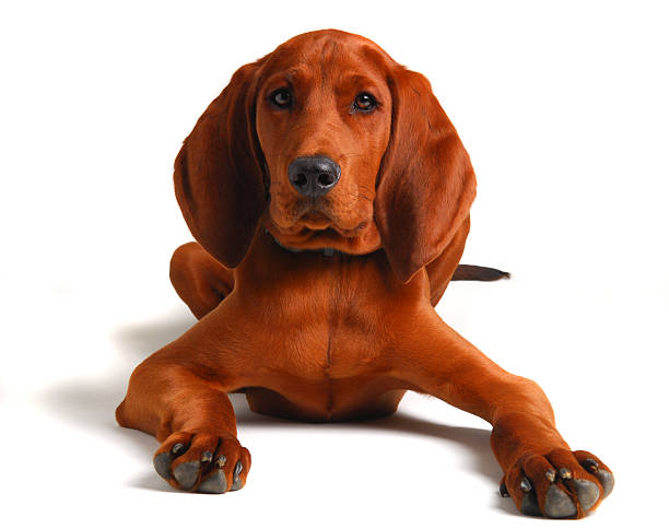 redbone coonhound 9 mese precedente - redbone coonhound foto e immagini stock