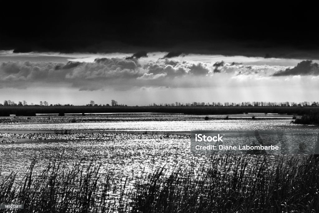 Vehemente humedales Point Pelee Ontario - Foto de stock de Agua libre de derechos