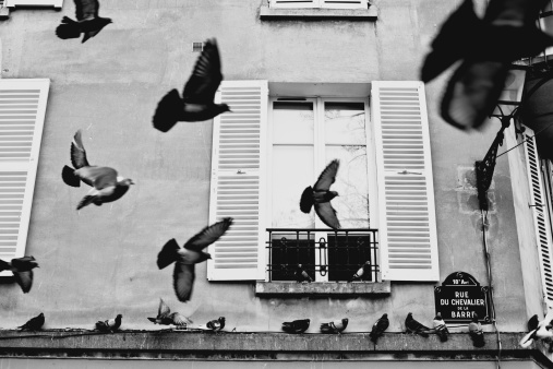 Pigeons flying along the streets of Montmartre