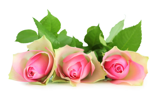 Three roses isolated on white background, inclusive clipping path without shade.                               