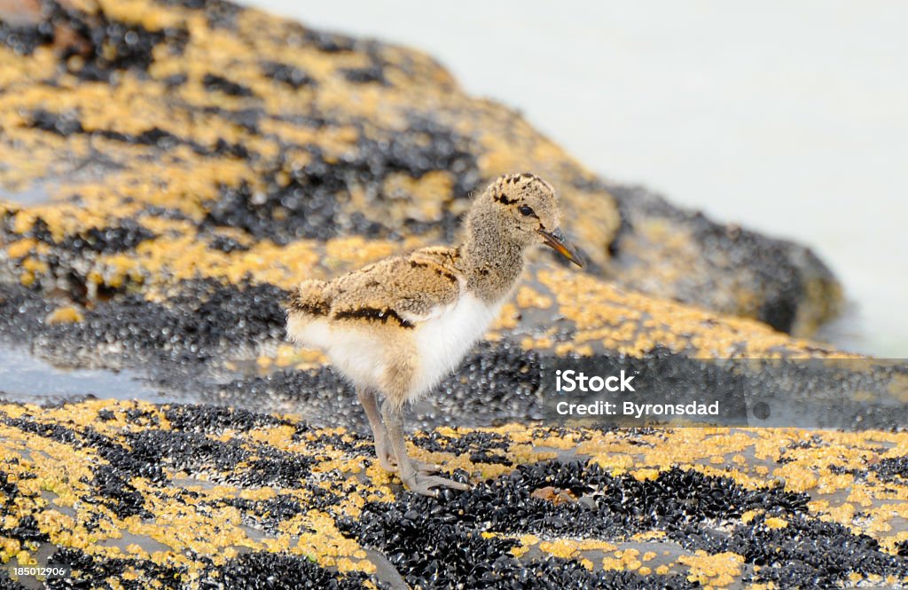 Pied oystercatcher bebê Austrália - Foto de stock de Austrália royalty-free