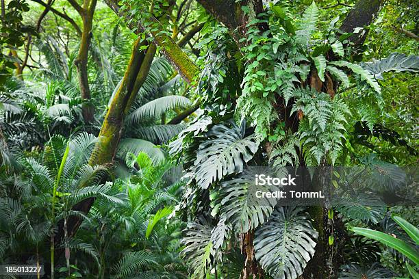 Tropischer Regenwald Stockfoto und mehr Bilder von Regenwald - Regenwald, Tropischer Regenwald, Tropisch