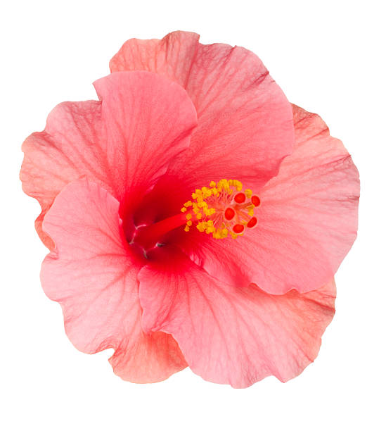 Close-up of pale pink Hibiscus flower on white background stock photo