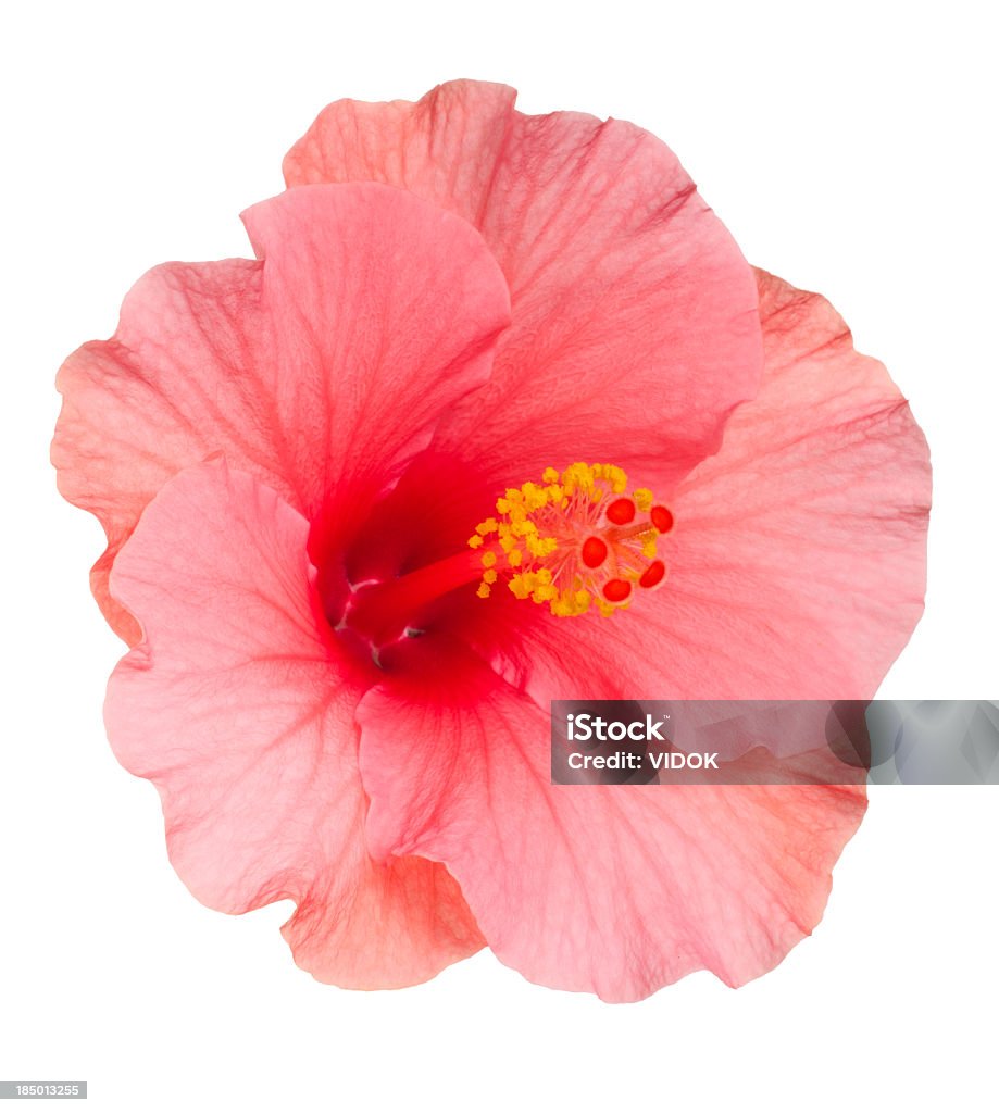 Hibisco. - Royalty-free Hibisco Foto de stock