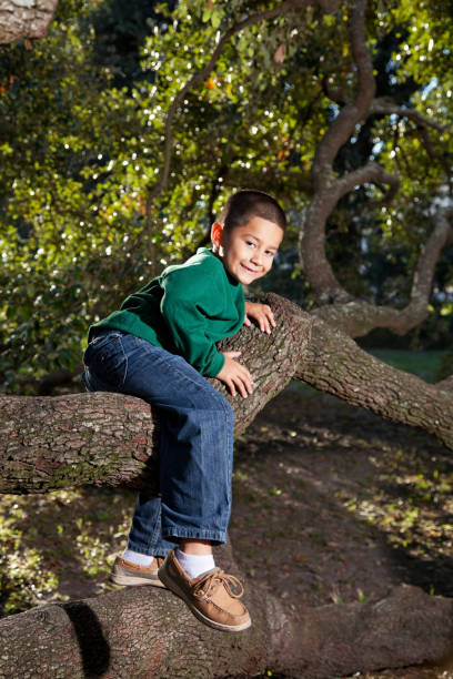 hispânica menino brincando em uma árvore no parque - sc0526 - fotografias e filmes do acervo