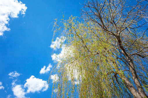 Crown of a large willow tree against a blue sky with white clouds with space for text, spring day view