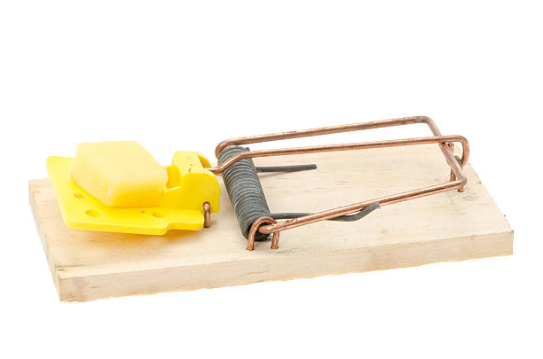 istock Mousetrap with a piece of cheese 185013401