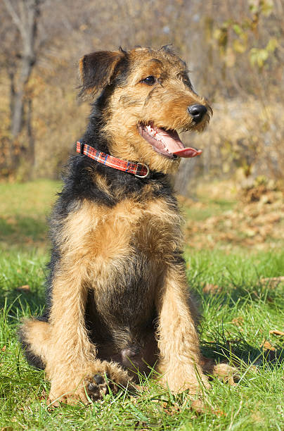 istock Airedale Close-up in the park 185014298