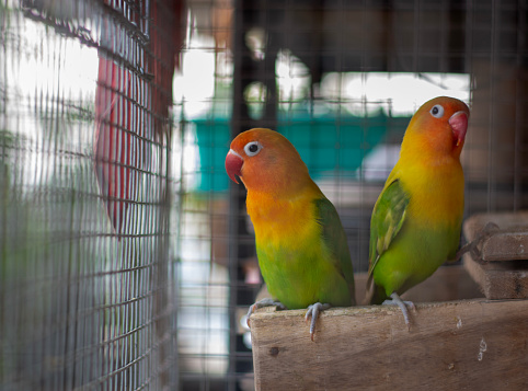 The couple lovebirds looking outside of the cage