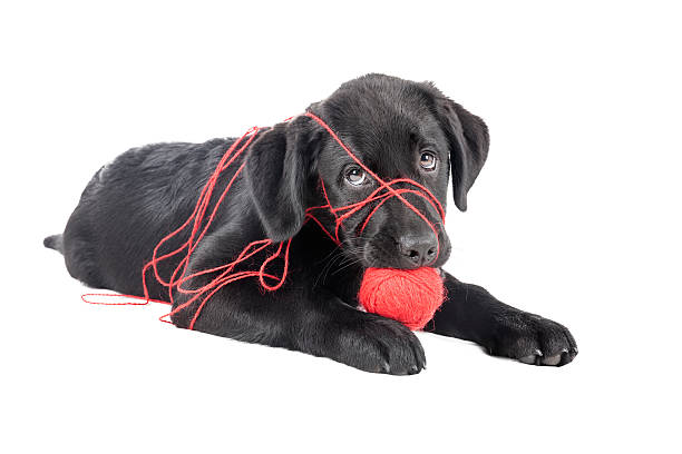 istock black lab puppy, two months old 185014960