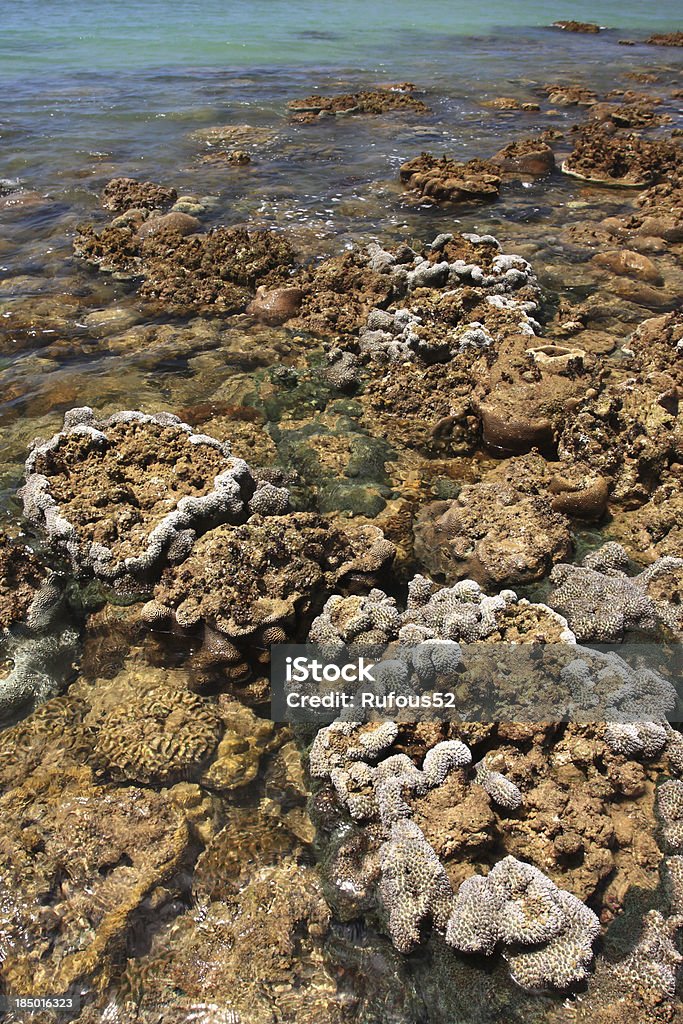 Corales en las aguas superficiales - Foto de stock de Aire libre libre de derechos