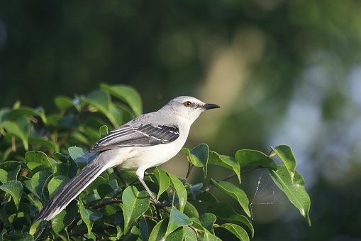 Tropical Mockingbird (Mimus gilvus) in Belize, Central America