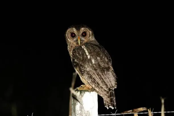 Mottled Owl on a fence post in Belize, Central America.