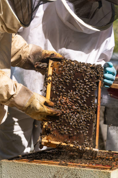istock Two beekeepers looking at a honey comb freshly extracted from a hive 1850165910