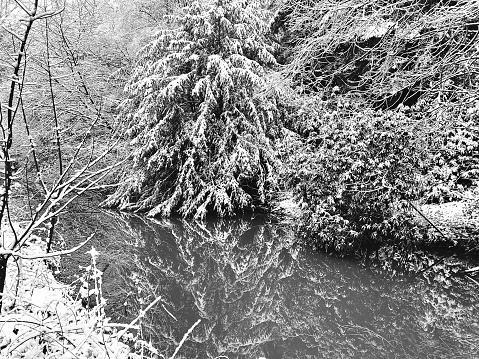 Snowy trees reflected in a river