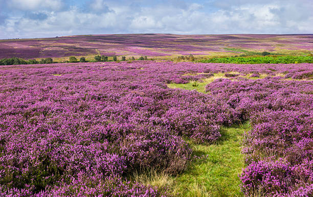 istock Heather in bloom, North York Moors, Yorkshire, UK. 185017430