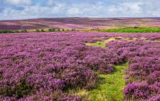 Heather in bloom over the rugged North York Moors National Park near Goathland, Yorkshire, UK. This shot was taken in summer early in the morning.