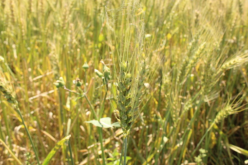 A selective focus shot of common wheat in a field