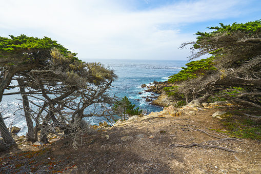 Cypress trees on rocky beach, Monterey Bay, California