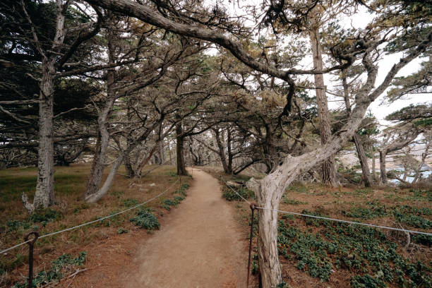 カリフォルニア州の海岸線、ポイントロボス州立自然保護区の暗いヒノキの森を通る歩道 - big sur cypress tree california beach ストックフォトと画像
