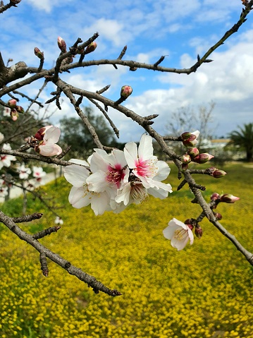 blooming almonds, a tree branch, on the background of a field with yellow flowers