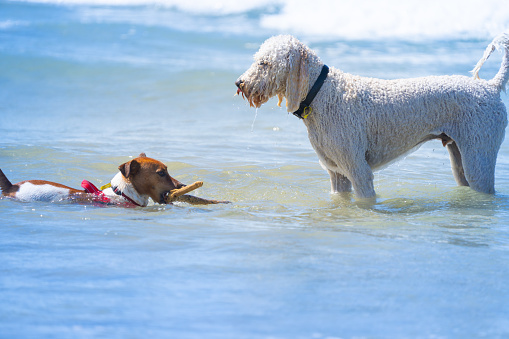 Two different size and breed dogs in surf playing with stick