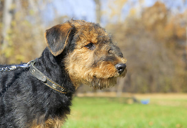istock Airedale Close-up in the park 185020196