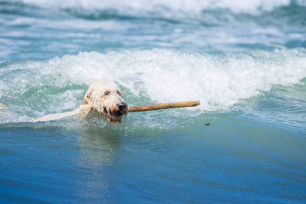 Dog retrieving stick in surf at Mount Maunganui.