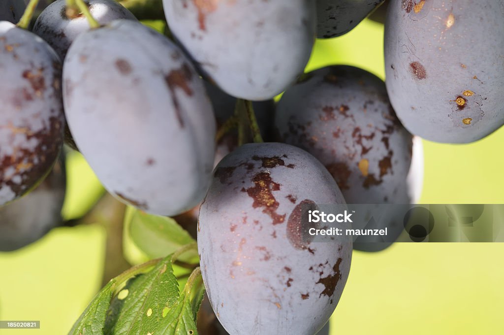 Bordeaux - Foto stock royalty-free di Albero