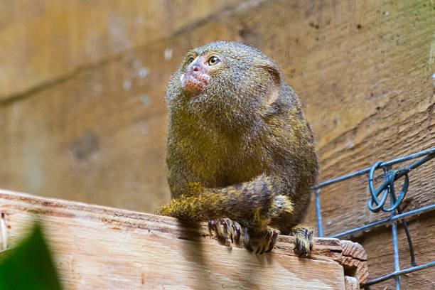 Tiny monkey (uistitì pigmeo - Callithrix pygmaea) A portrait of one of the smallest monkey in the world (uistitì pigmeo - Callithrix pygmaea) pygmy marmoset stock pictures, royalty-free photos & images