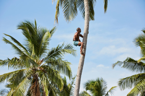 Man is climbing up to palm tree for harvest coconut.