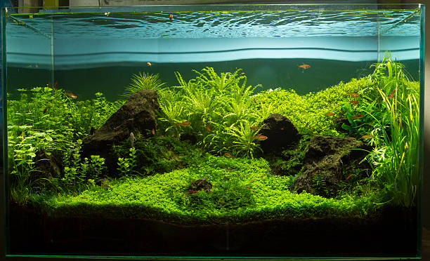 istock Green Oasis in Aquarium 185021897