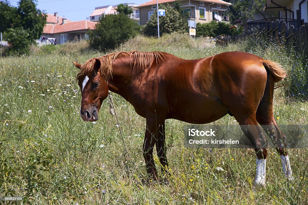 Horse in the meadow. Broun horse in the meadow Agricultural Field Stock Photo