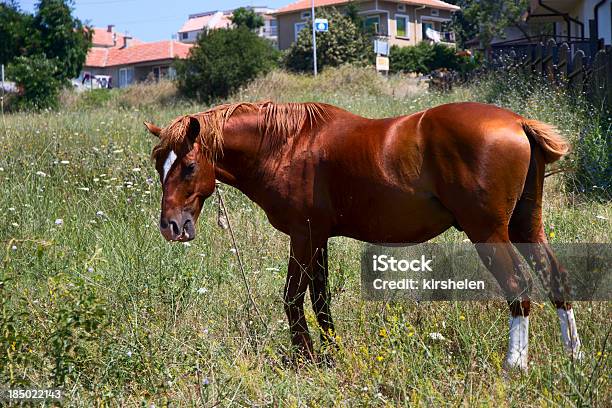 Horse In The Meadow Stock Photo - Download Image Now - Agricultural Field, Animal, Animal Body Part