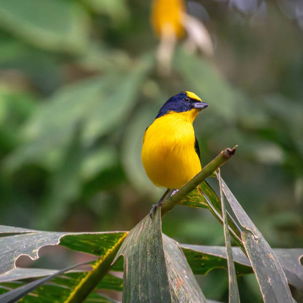 istock The violaceous euphonia bird perched on a twig 1850234723
