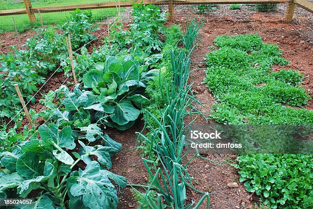 Garden Plot Stock Photo - Download Image Now - Green Color, Brussels Sprout, Carrot